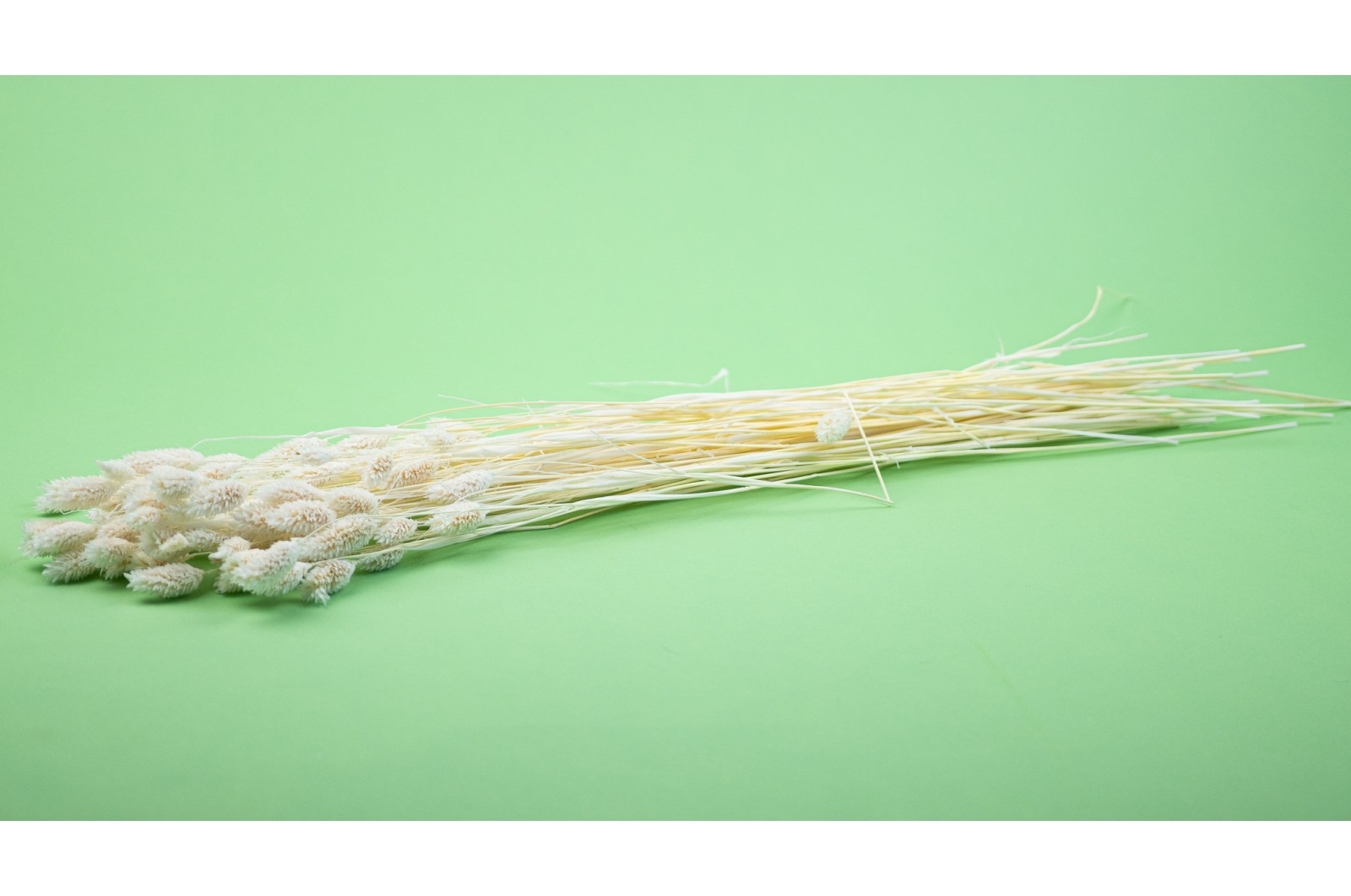 Phalaris sec│vente aux pros│Grossiste en fleurs séchées