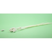 Phalaris sec│vente aux pros│Grossiste en fleurs séchées