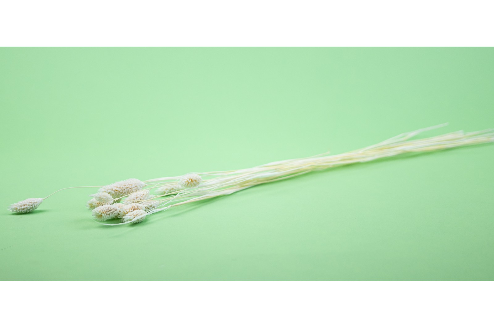 Phalaris sec│vente aux pros│Grossiste en fleurs séchées