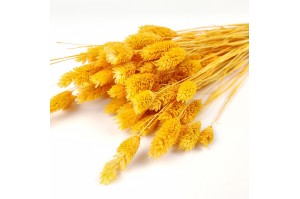 Phalaris sec│vente aux pros│Grossiste en fleurs séchées