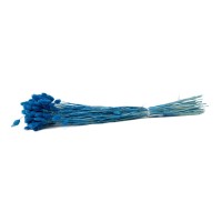 Phalaris sec│vente aux pros│Grossiste en fleurs séchées