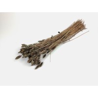 Phalaris sec│vente aux pros│Grossiste en fleurs séchées