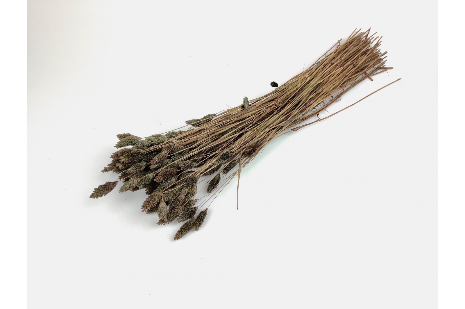 Phalaris sec│vente aux pros│Grossiste en fleurs séchées