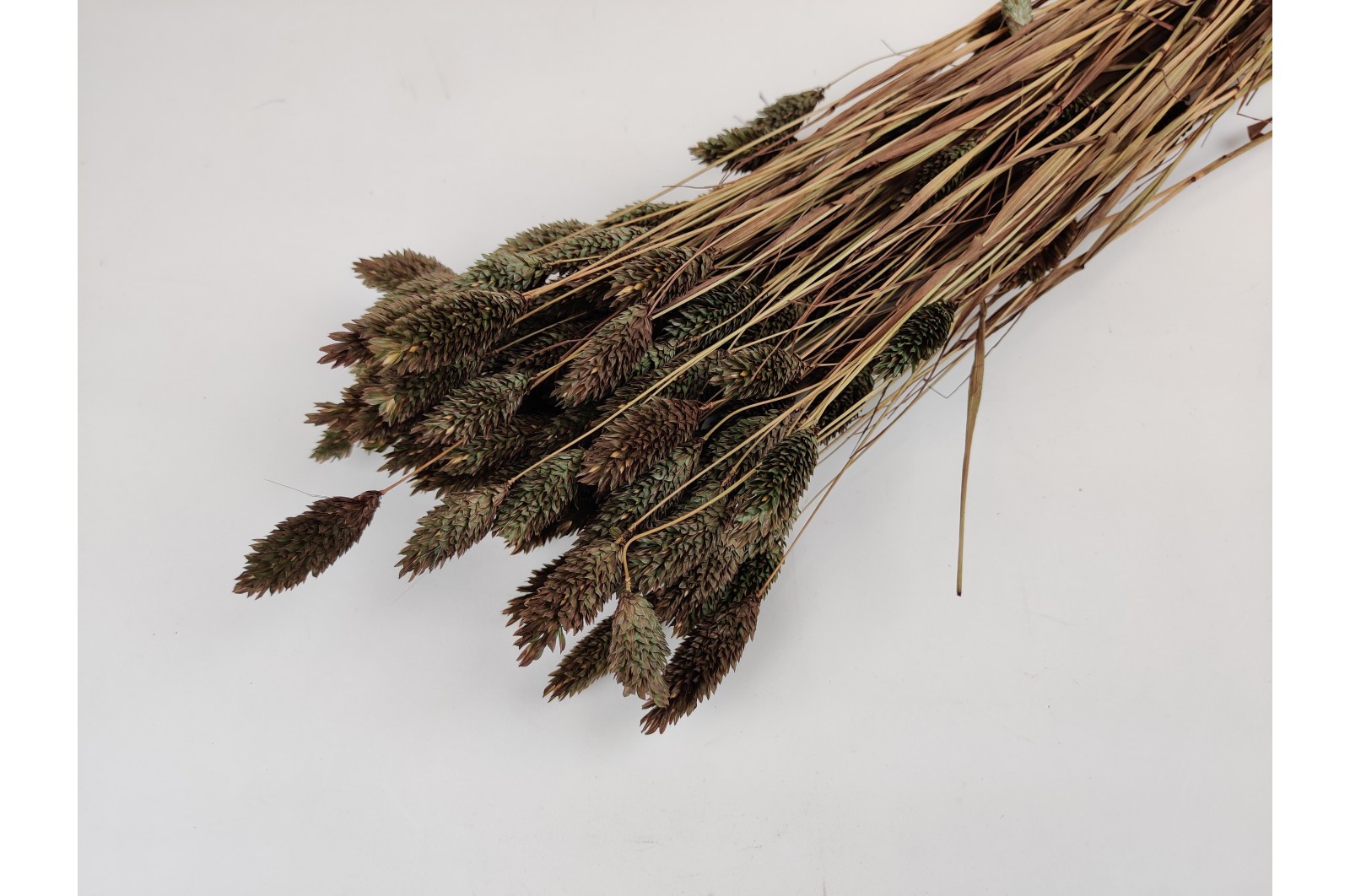 Phalaris sec│vente aux pros│Grossiste en fleurs séchées