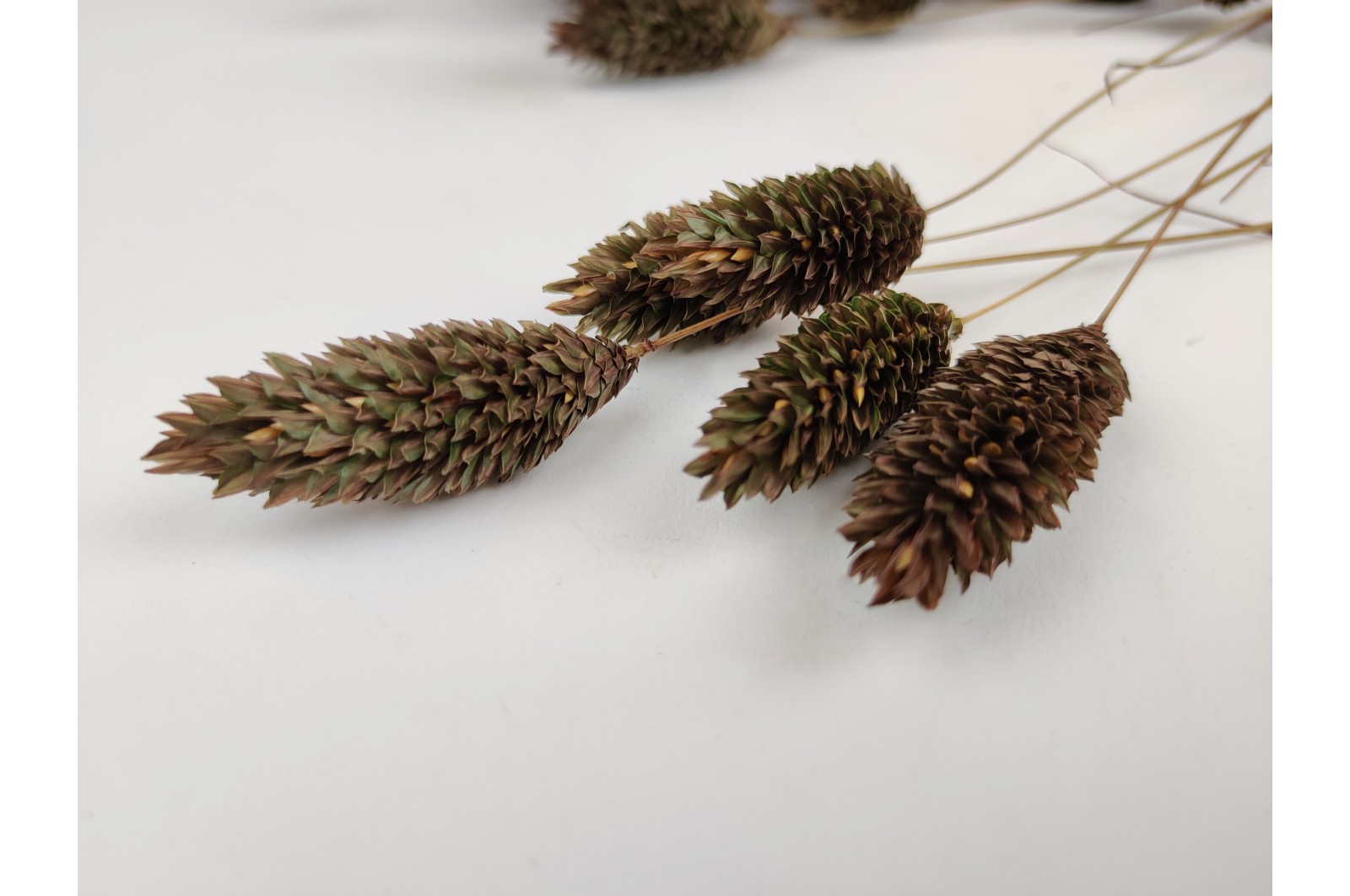 Phalaris sec│vente aux pros│Grossiste en fleurs séchées