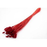 Phalaris sec│vente aux pros│Grossiste en fleurs séchées