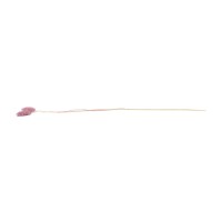 Phalaris sec│vente aux pros│Grossiste en fleurs séchées