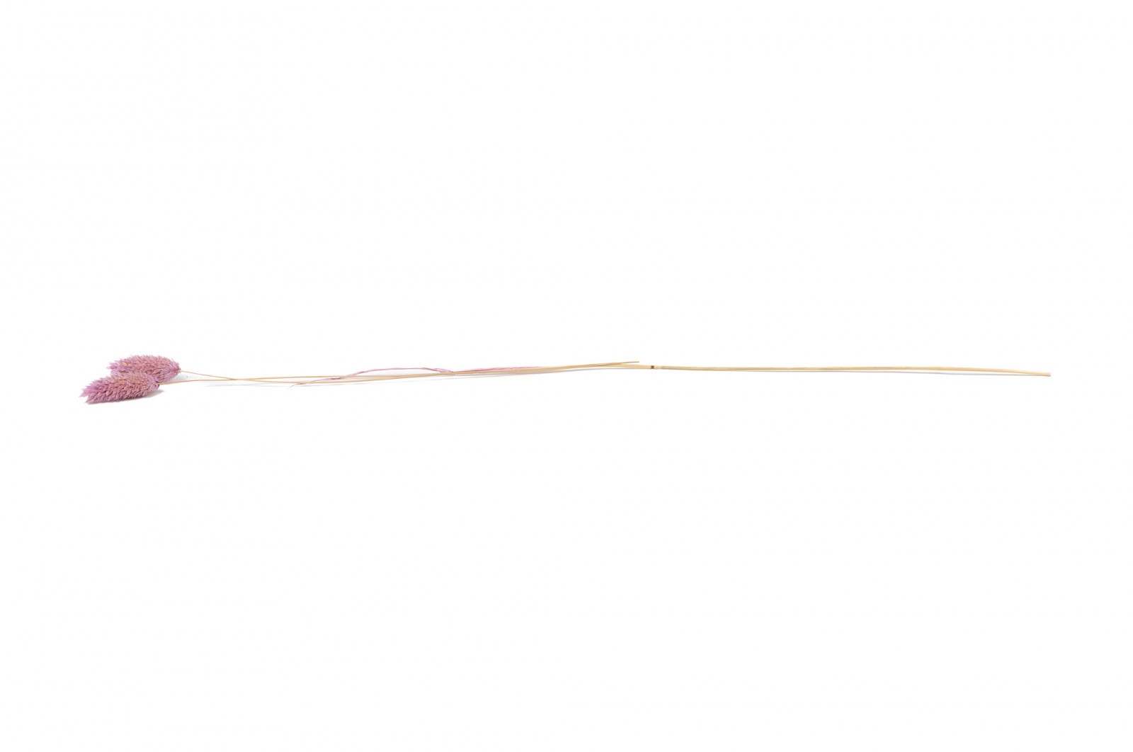 Phalaris sec│vente aux pros│Grossiste en fleurs séchées