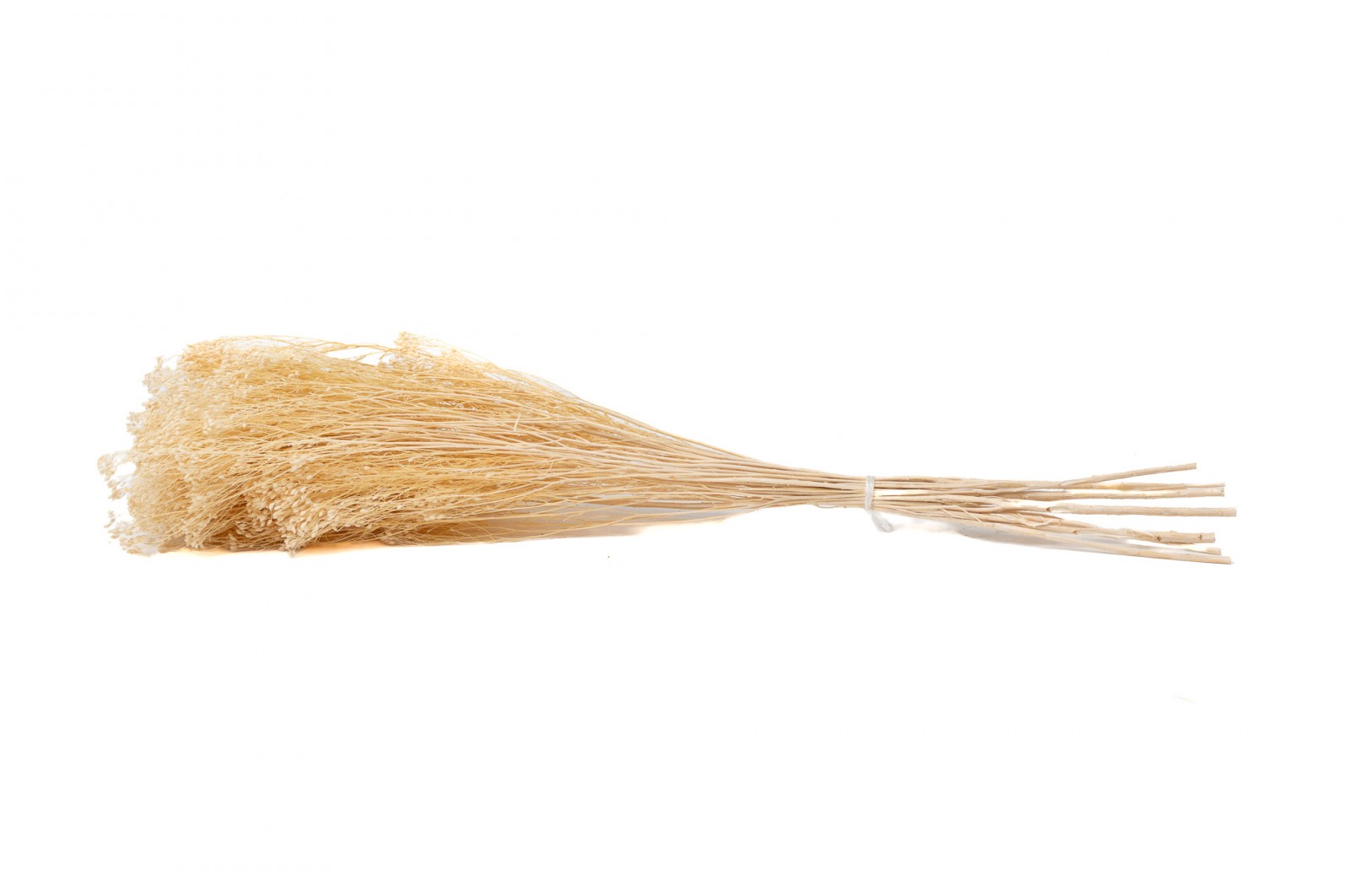 PHOCEALYS │Broom bloom sec│vente aux pros│Grossiste en fleurs séchées