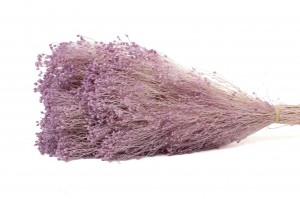 PHOCEALYS │Broom stabilisé│vente aux pros│Grossiste