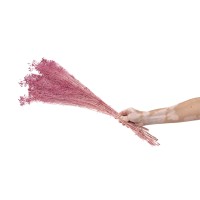 PHOCEALYS │Broom stabilisé│vente aux pros│Grossiste
