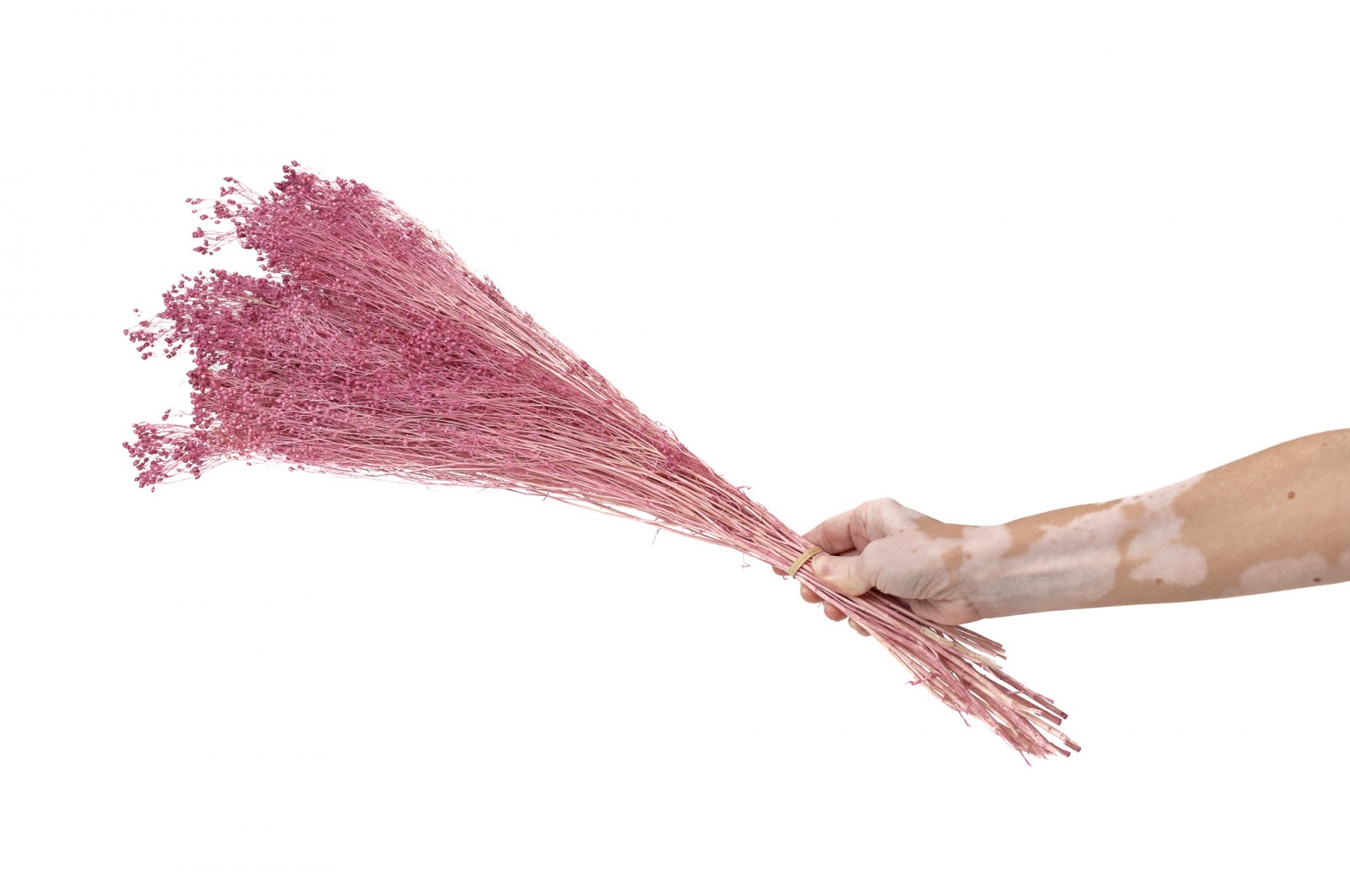PHOCEALYS │Broom stabilisé│vente aux pros│Grossiste