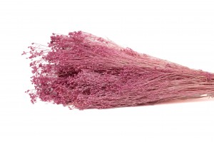 PHOCEALYS │Broom stabilisé│vente aux pros│Grossiste