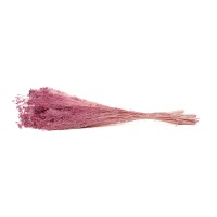 PHOCEALYS │Broom stabilisé│vente aux pros│Grossiste