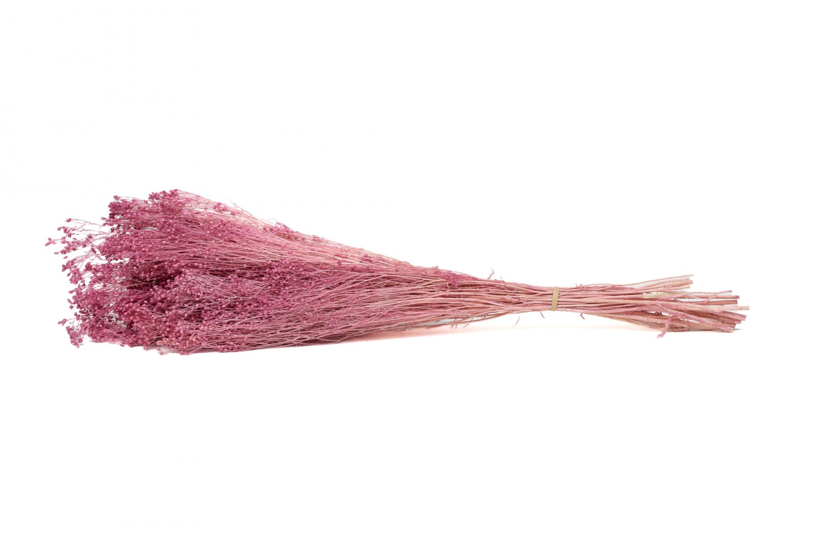 PHOCEALYS │Broom stabilisé│vente aux pros│Grossiste