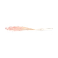 PHOCEALYS │Broom stabilisé│vente aux pros│Grossiste