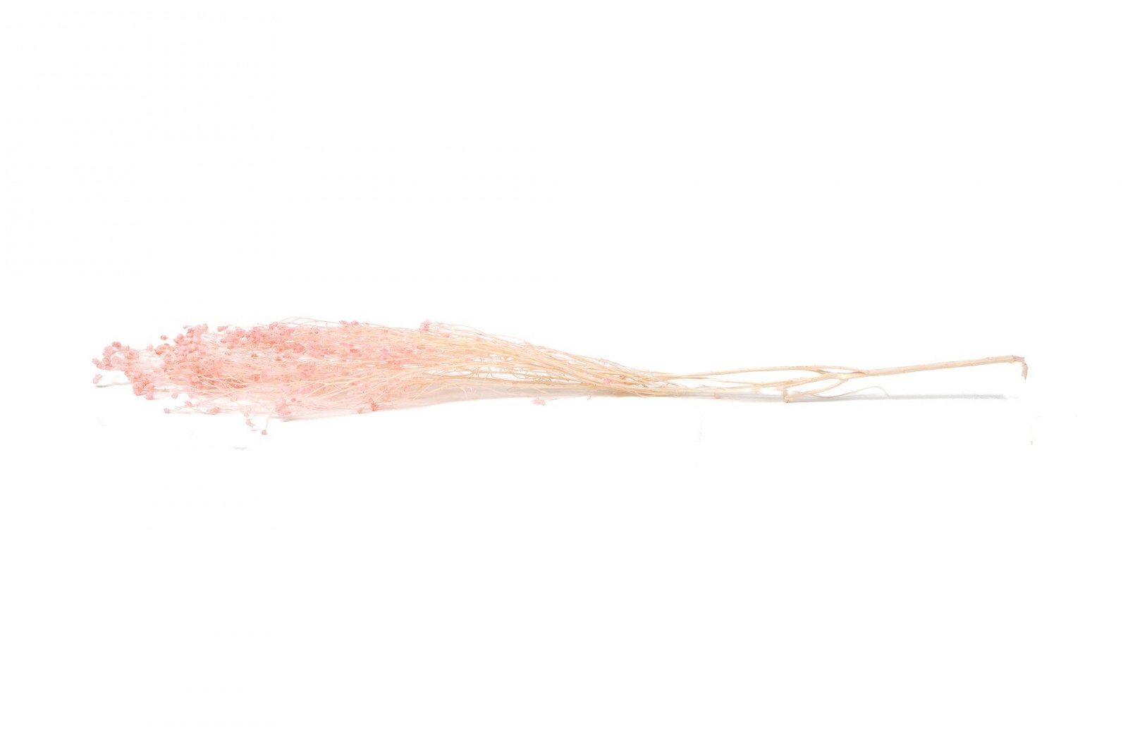 PHOCEALYS │Broom stabilisé│vente aux pros│Grossiste