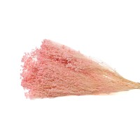PHOCEALYS │Broom stabilisé│vente aux pros│Grossiste