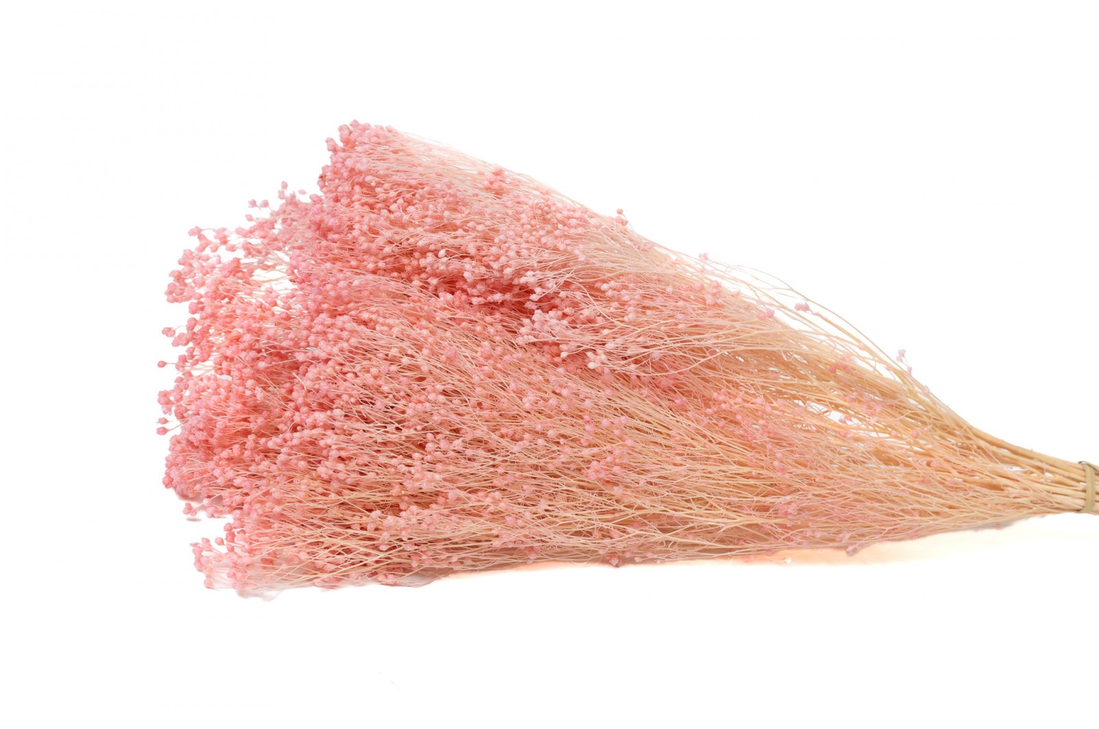 PHOCEALYS │Broom stabilisé│vente aux pros│Grossiste