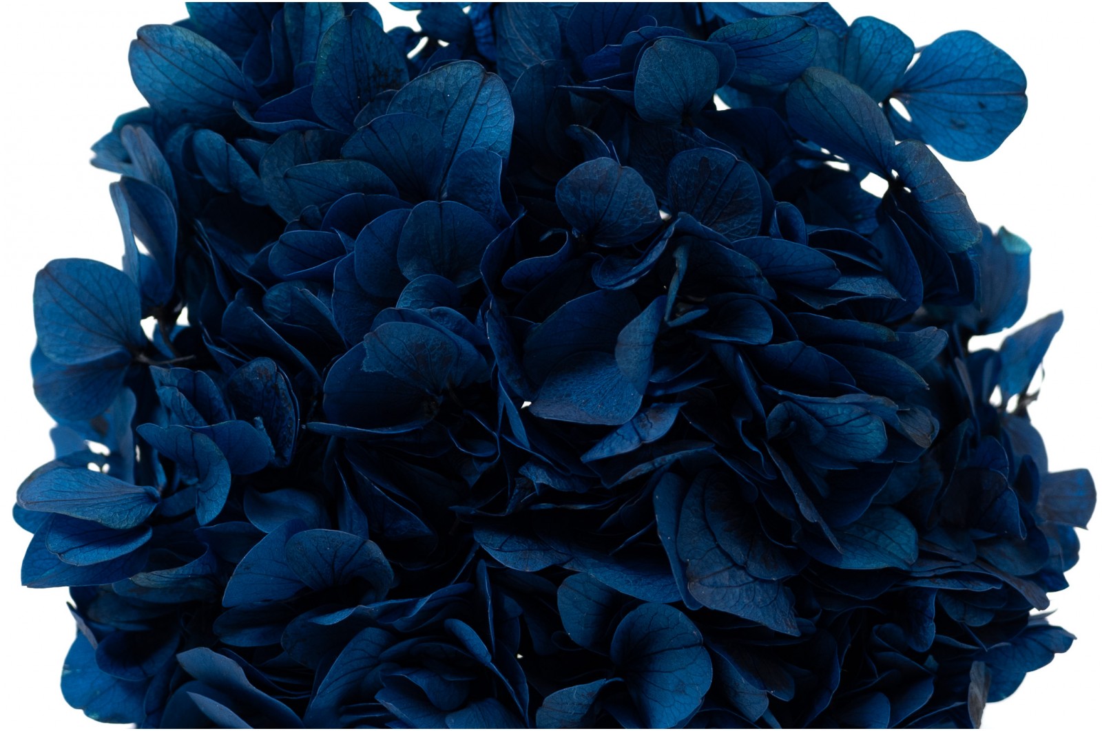 PHOCEALYS│Hortensia stabilisé│vente aux pros│Grossiste en végétaux stabilisées