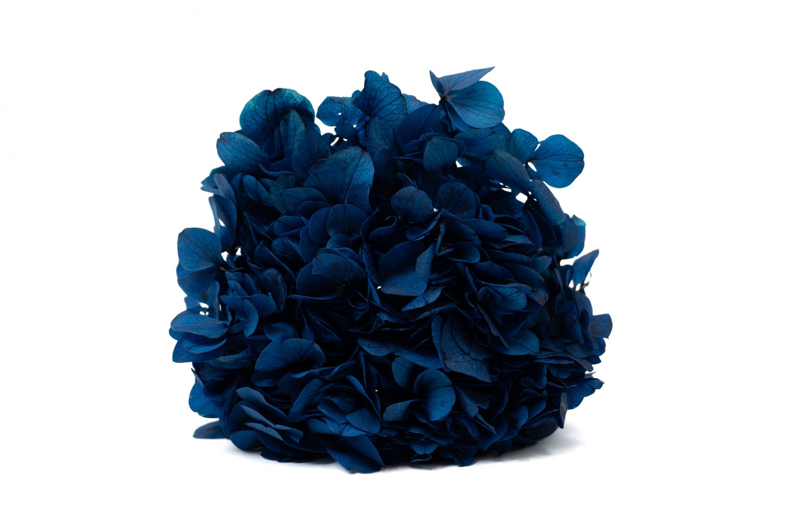 PHOCEALYS│Hortensia stabilisé│vente aux pros│Grossiste en végétaux stabilisées
