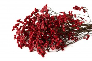 Limonium stabilisé│vente aux pros│Grossiste en végétaux stabilisées
