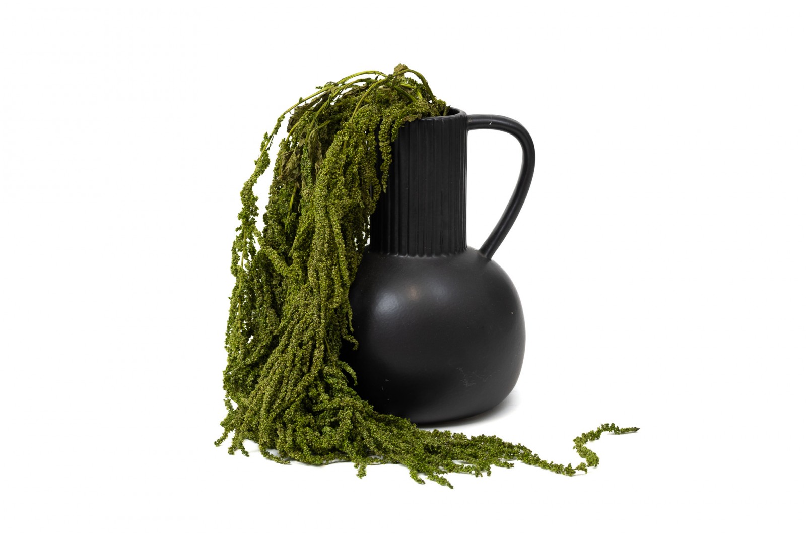 Amarante stabilisée│vente aux pros│Grossiste en végétaux stabilisées