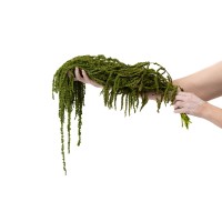 Amarante stabilisée│vente aux pros│Grossiste en végétaux stabilisées