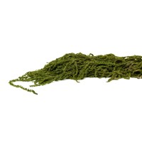 Amarante stabilisée│vente aux pros│Grossiste en végétaux stabilisées
