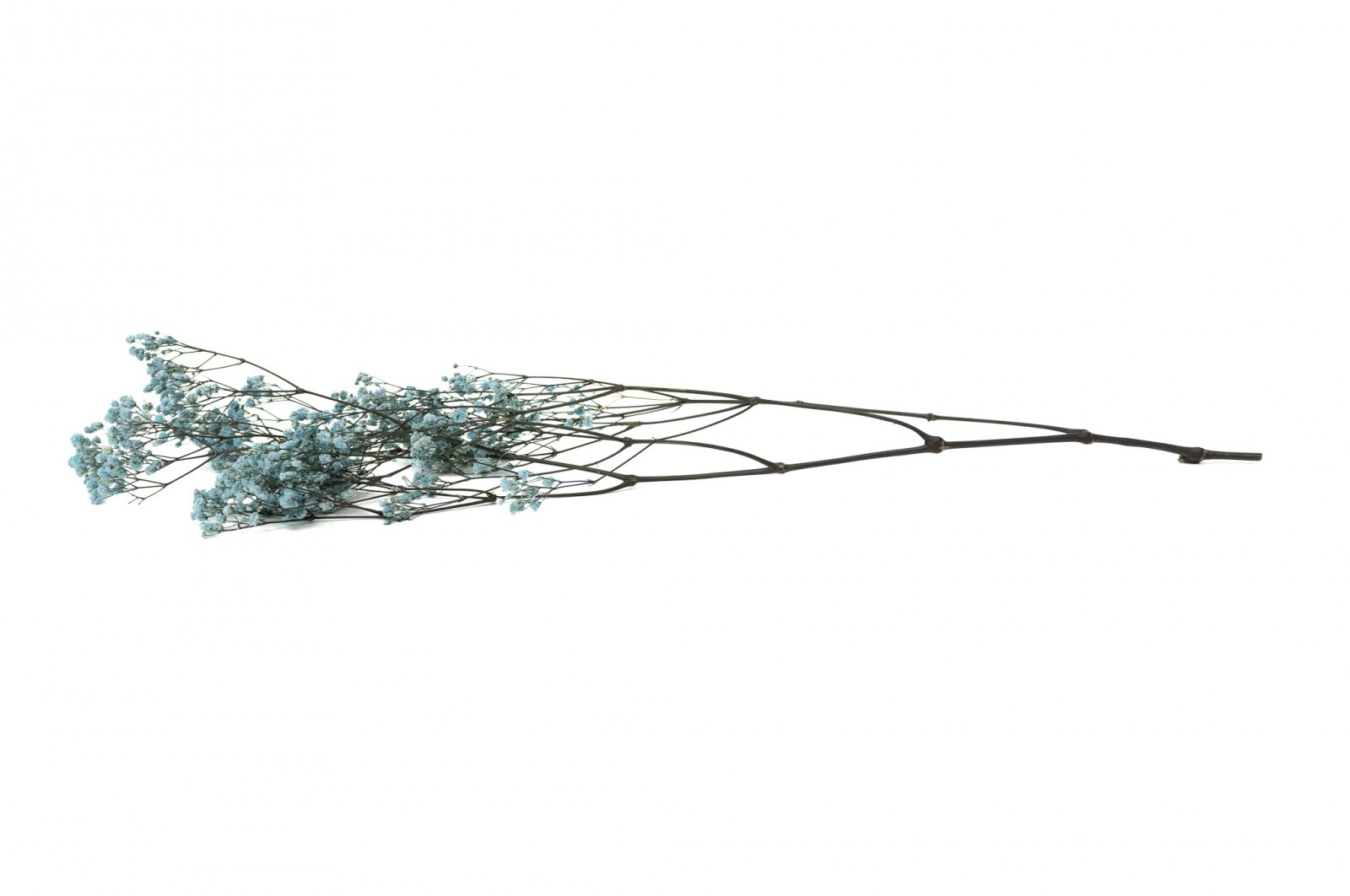 PHOCEALYS │Gypsophile stabilisé│vente aux pros│Grossiste