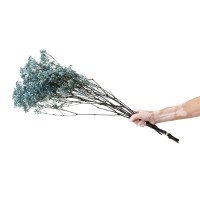 PHOCEALYS │Gypsophile stabilisé│vente aux pros│Grossiste