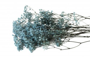 PHOCEALYS │Gypsophile stabilisé│vente aux pros│Grossiste