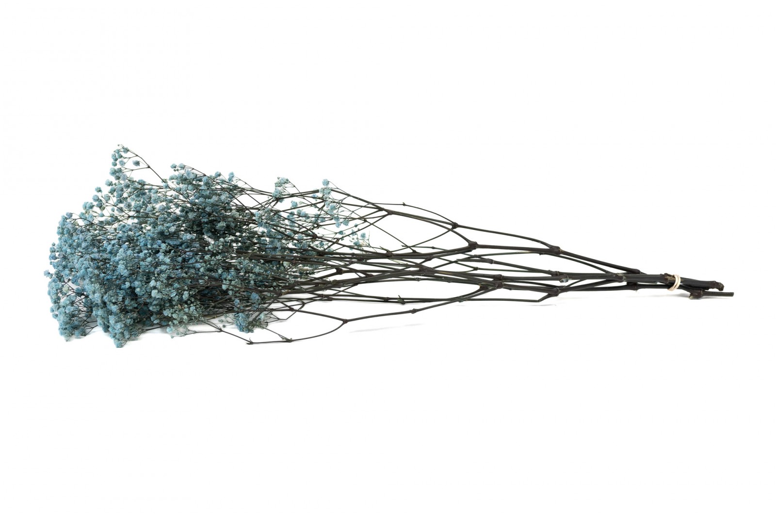 PHOCEALYS │Gypsophile stabilisé│vente aux pros│Grossiste