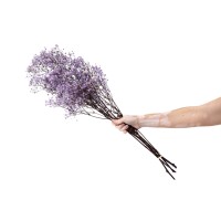 PHOCEALYS │Gypsophile stabilisé│vente aux pros│Grossiste