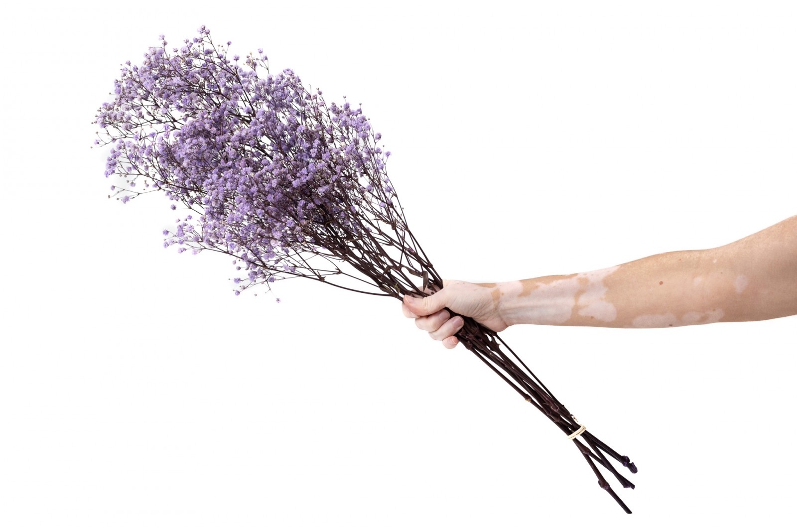 PHOCEALYS │Gypsophile stabilisé│vente aux pros│Grossiste