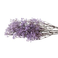 PHOCEALYS │Gypsophile stabilisé│vente aux pros│Grossiste
