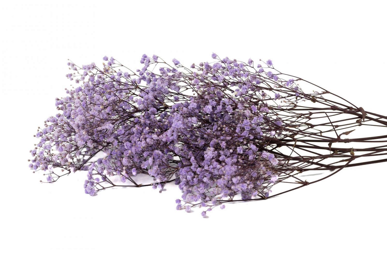 PHOCEALYS │Gypsophile stabilisé│vente aux pros│Grossiste