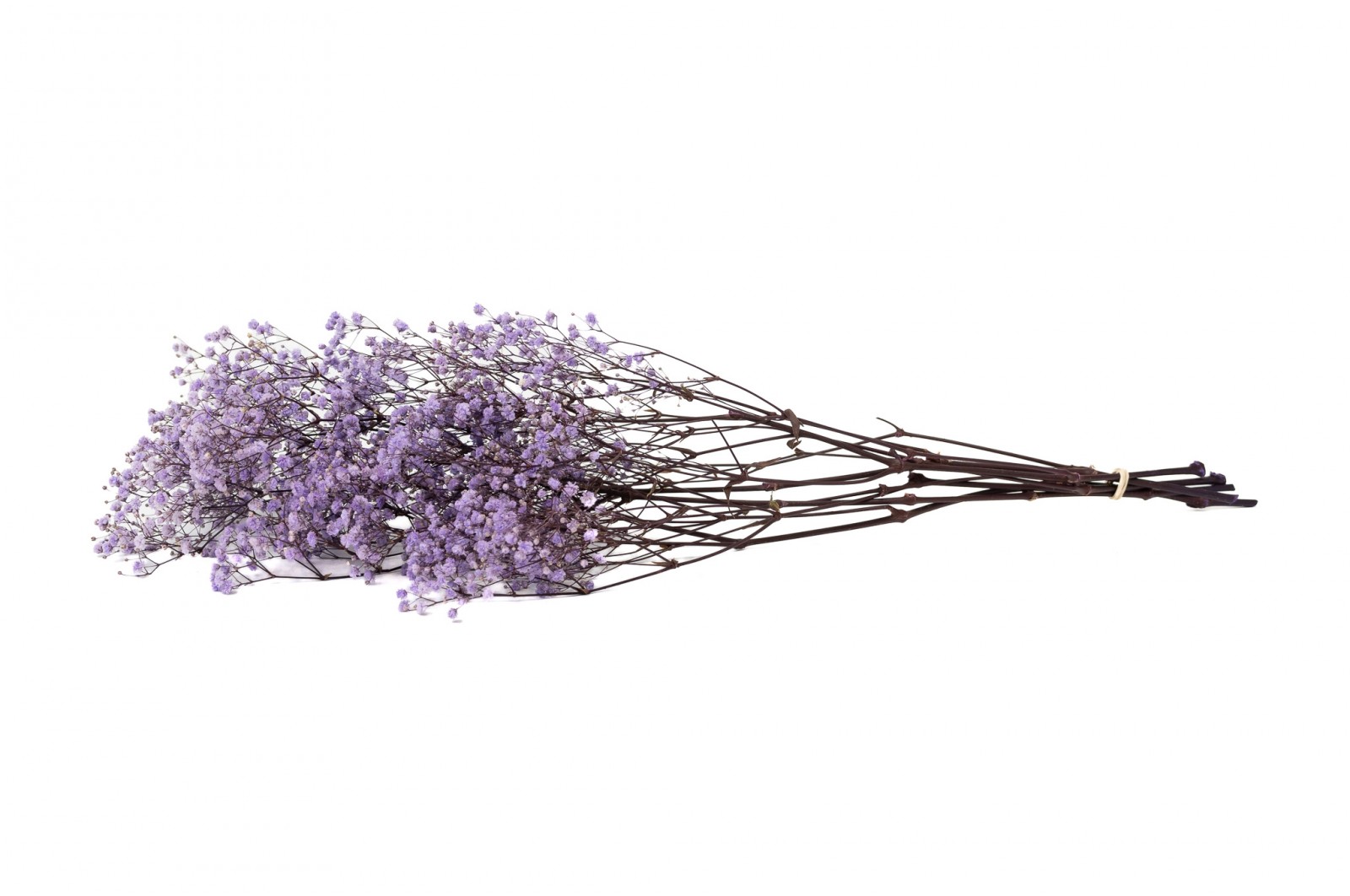 PHOCEALYS │Gypsophile stabilisé│vente aux pros│Grossiste
