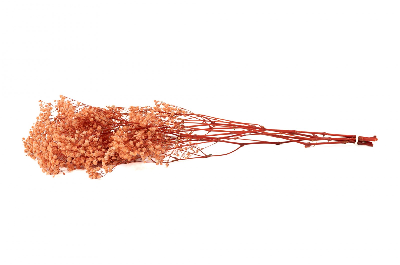 PHOCEALYS │Gypsophile stabilisé│vente aux pros│Grossiste