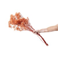 PHOCEALYS │Gypsophile stabilisé│vente aux pros│Grossiste