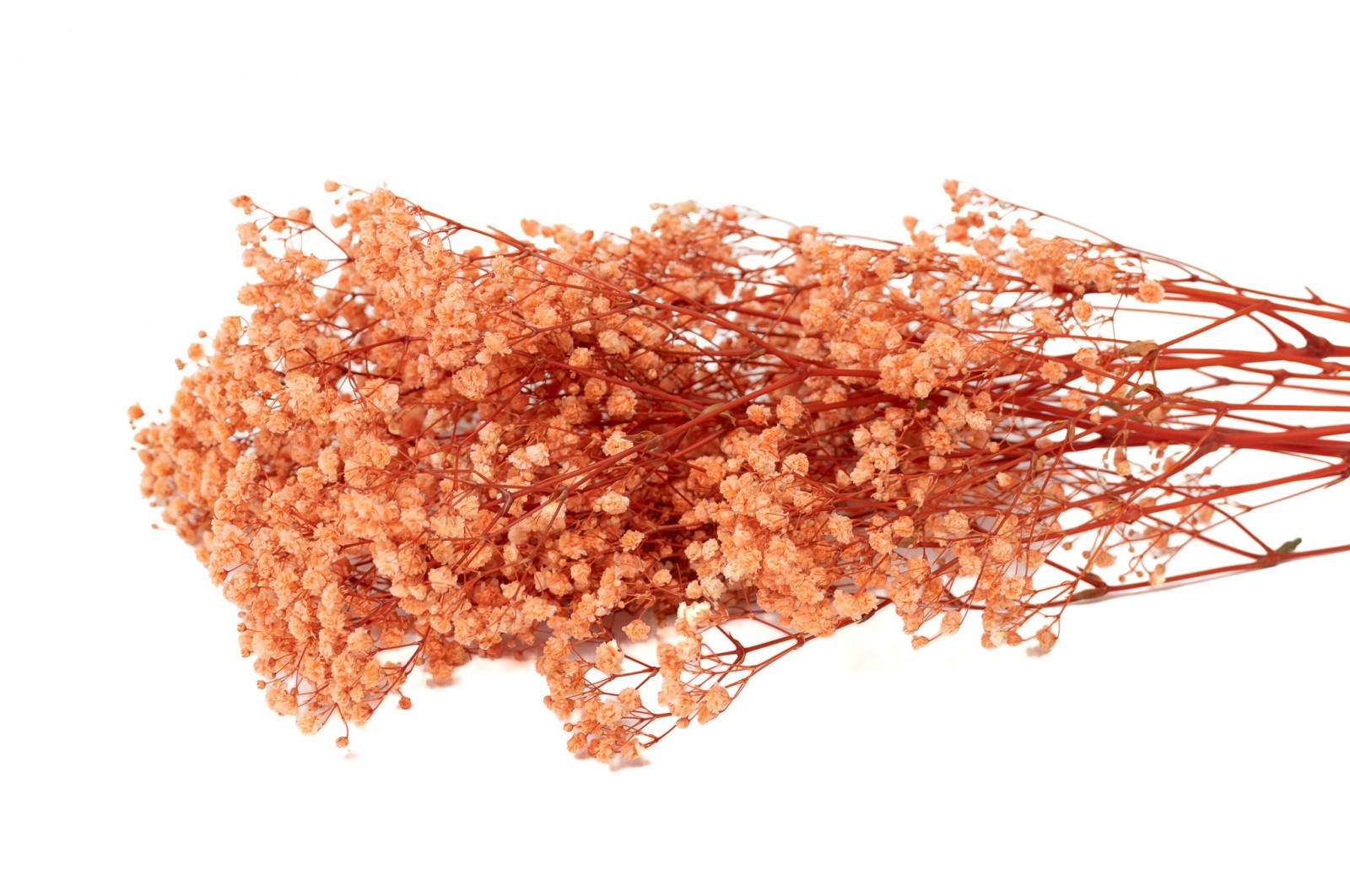 PHOCEALYS │Gypsophile stabilisé│vente aux pros│Grossiste