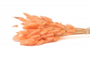 PHOCEALYS │Lagurus sec │vente aux pros│Grossiste en fleurs séchées