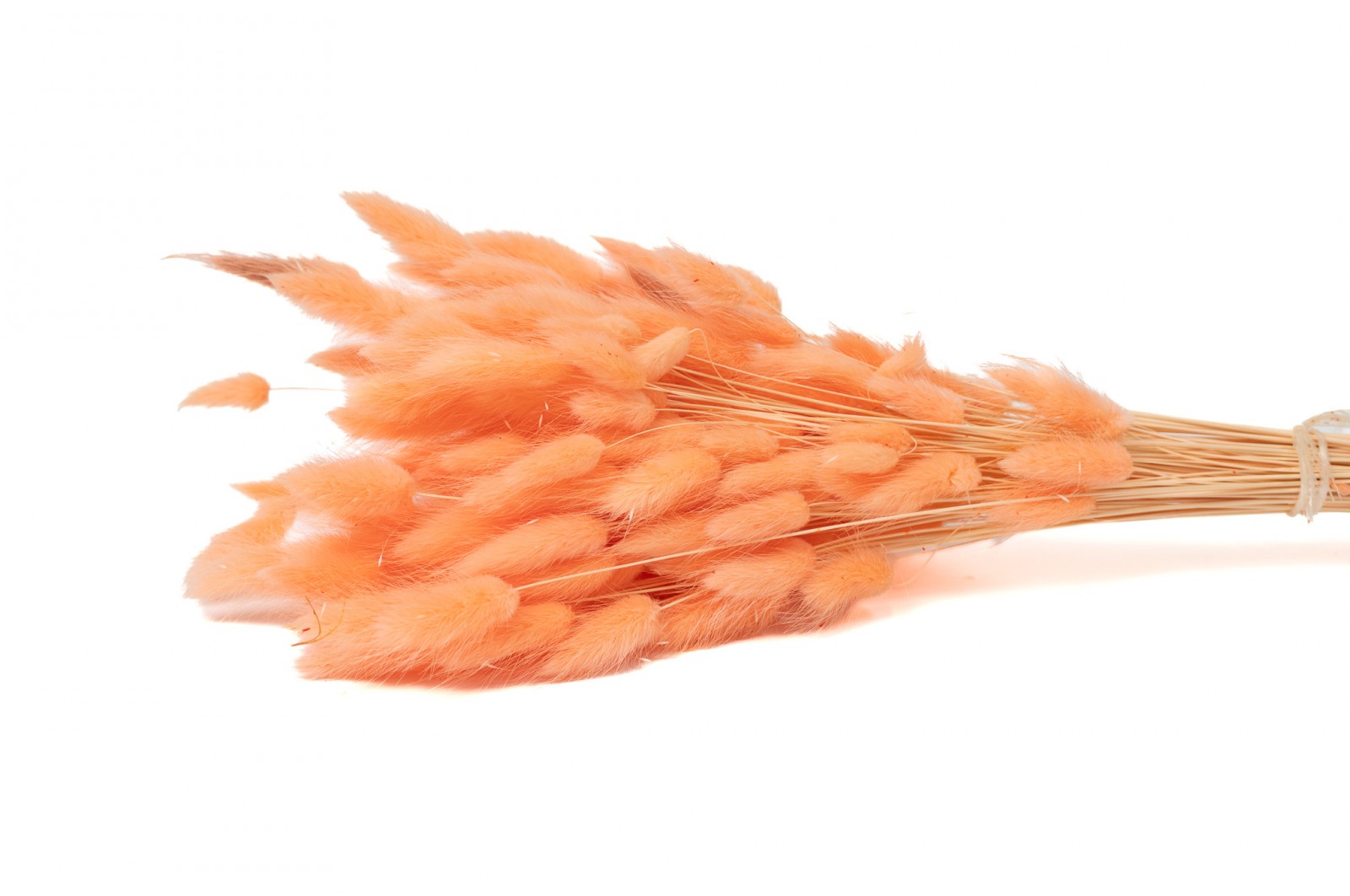 PHOCEALYS │Lagurus sec │vente aux pros│Grossiste en fleurs séchées