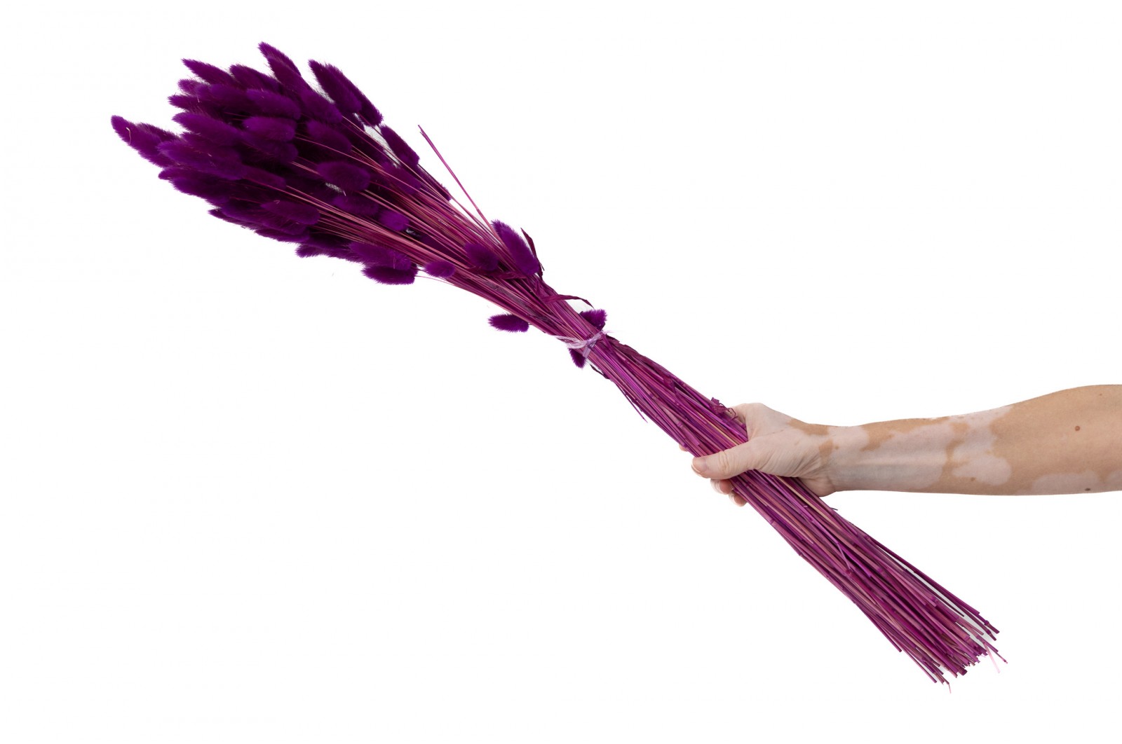 PHOCEALYS │Lagurus sec │vente aux pros│Grossiste en fleurs séchées