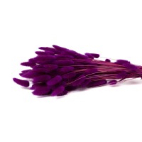 PHOCEALYS │Lagurus sec │vente aux pros│Grossiste en fleurs séchées
