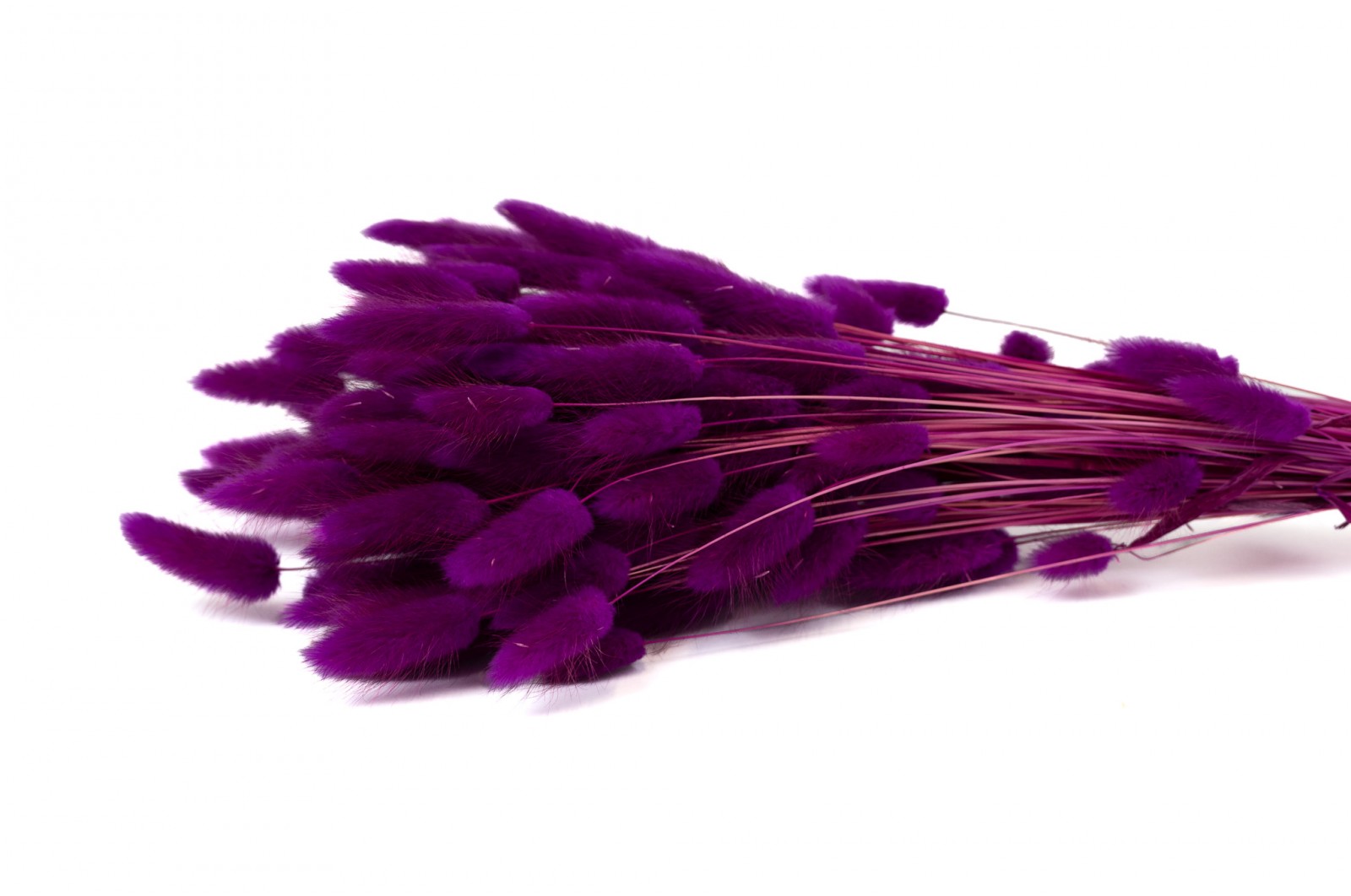 PHOCEALYS │Lagurus sec │vente aux pros│Grossiste en fleurs séchées