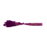 PHOCEALYS │Lagurus sec │vente aux pros│Grossiste en fleurs séchées