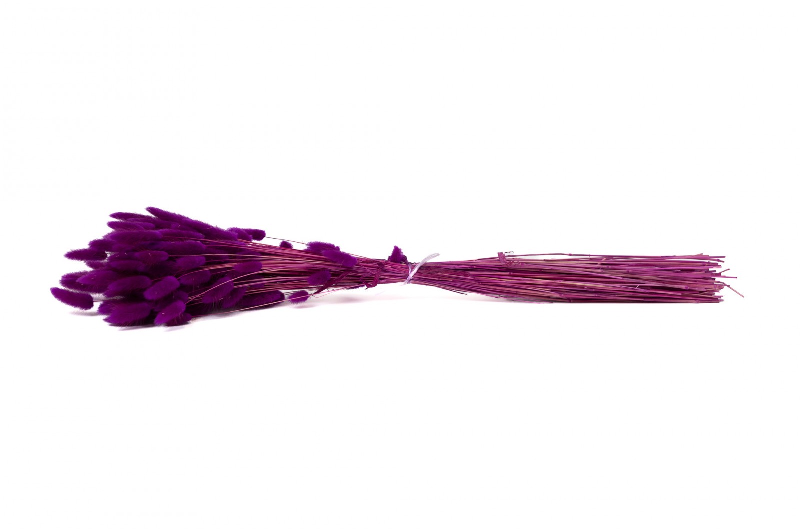PHOCEALYS │Lagurus sec │vente aux pros│Grossiste en fleurs séchées