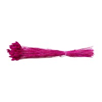Phalaris sec│vente aux pros│Grossiste en fleurs séchées