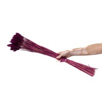 Phalaris sec│vente aux pros│Grossiste en fleurs séchées